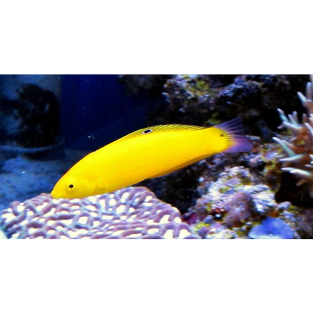 Halichoeres chrysus