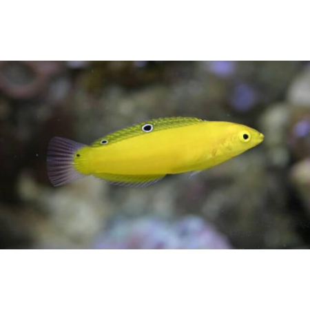Halichoeres chrysus