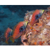 Macropharyngodon bipartitus