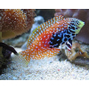 Macropharyngodon bipartitus