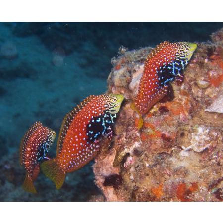 Macropharyngodon bipartitus