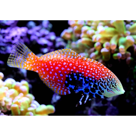 Macropharyngodon bipartitus
