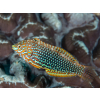 Macropharyngodon ornatus