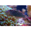 Macropharyngodon ornatus