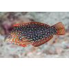 Macropharyngodon ornatus