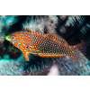 Macropharyngodon ornatus