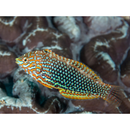 Macropharyngodon ornatus