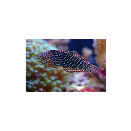 Macropharyngodon ornatus