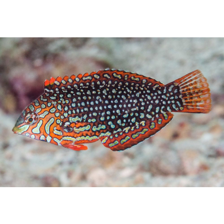 Macropharyngodon ornatus