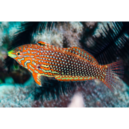 Macropharyngodon ornatus