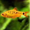 Brzanka brokatowa