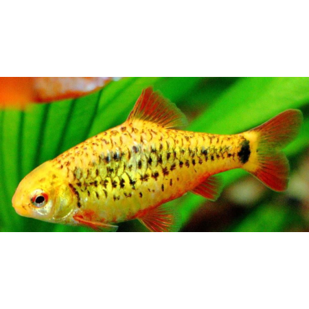 Brzanka brokatowa