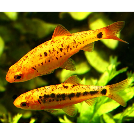 Brzanka brokatowa