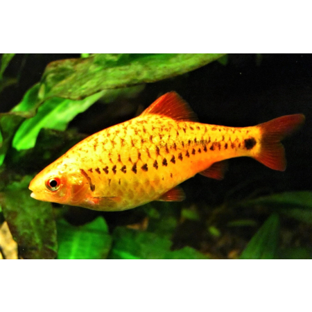 Brzanka brokatowa