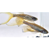 Danio lamparcie