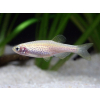Danio lamparcie
