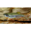 Danio lamparcie