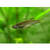 Danio lamparcie