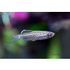 Danio lamparcie