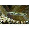 Danio lamparcie