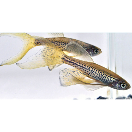 Danio lamparcie