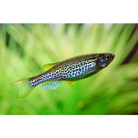 Danio lamparcie
