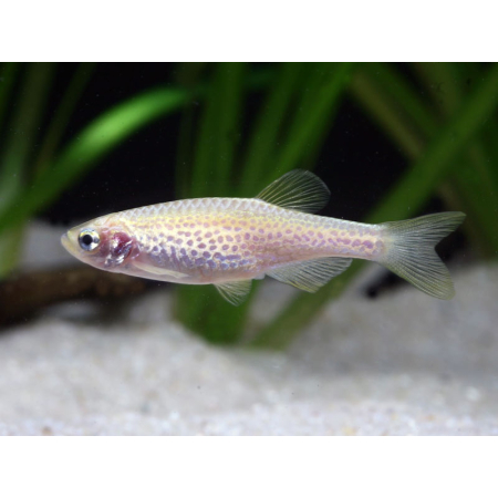 Danio lamparcie