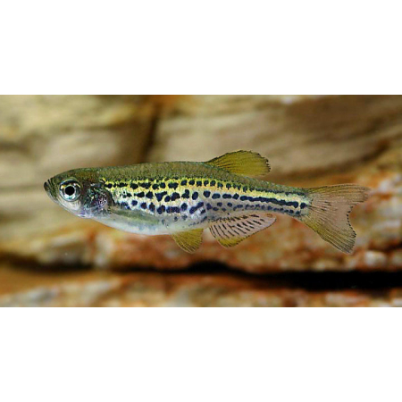 Danio lamparcie