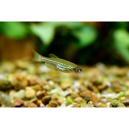 Danio lamparcie