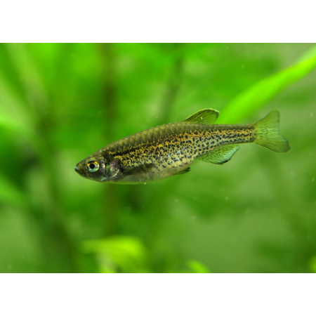 Danio lamparcie