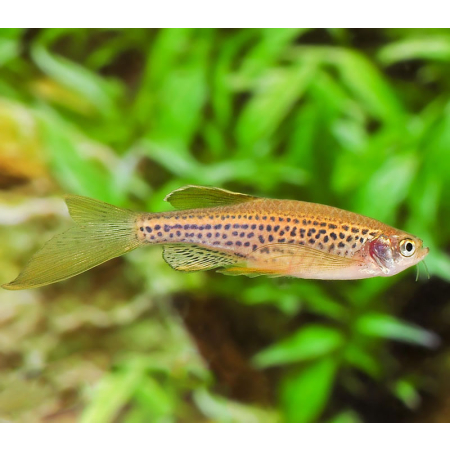 Danio lamparcie