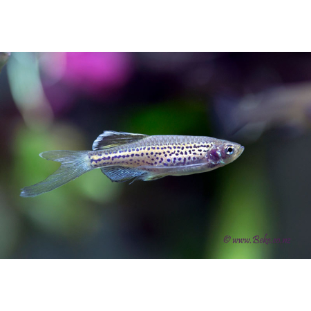 Danio lamparcie