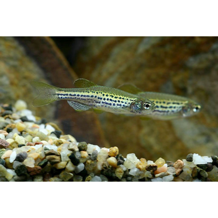 Danio lamparcie