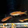 Danio choprai,  Danio choprae