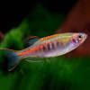 Danio choprai,  Danio choprae