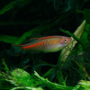 Danio choprai,  Danio choprae