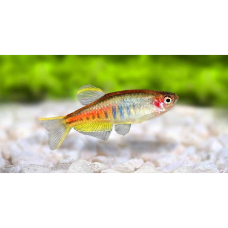 Danio choprai,  Danio choprae