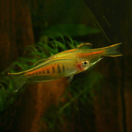 Danio choprai,  Danio choprae