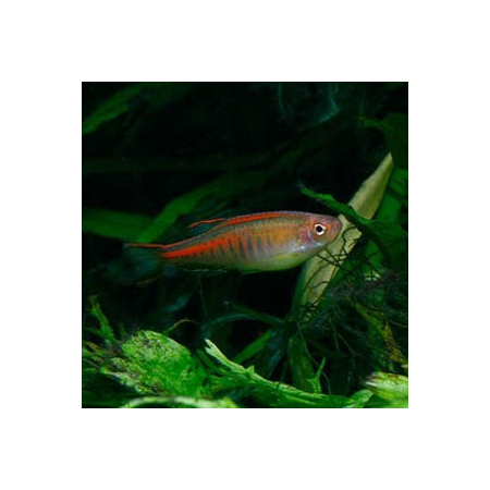 Danio choprai,  Danio choprae
