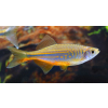 Danio malabarskie