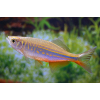 Danio malabarskie