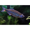 Danio malabarskie
