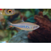 Danio malabarskie