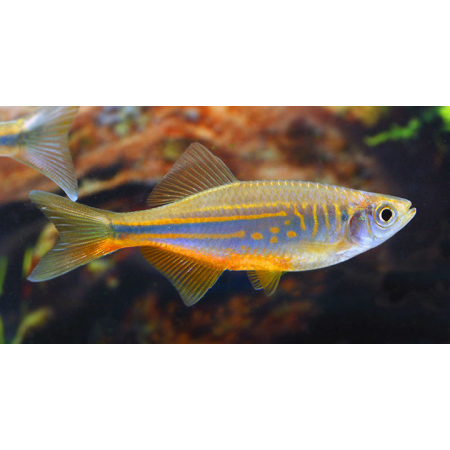 Danio malabarskie