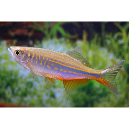 Danio malabarskie