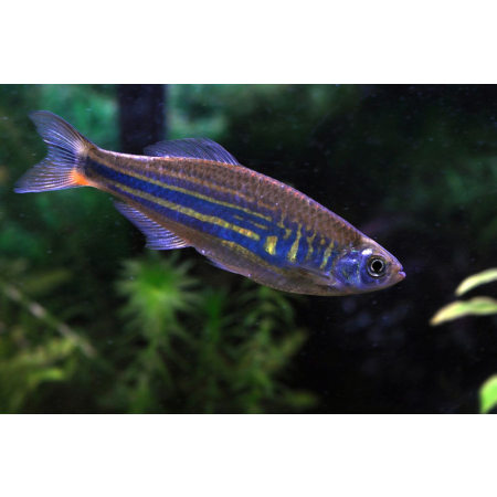 Danio malabarskie