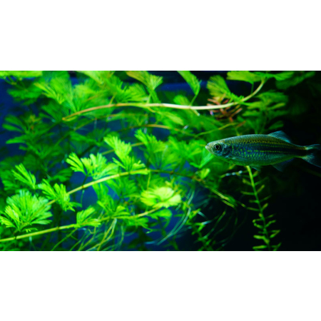 Danio malabarskie