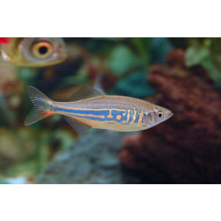 Danio malabarskie