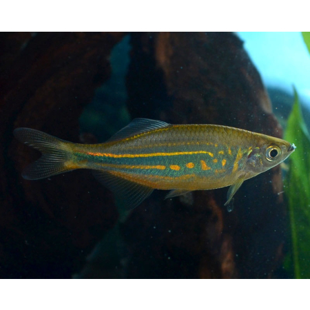 Danio malabarskie
