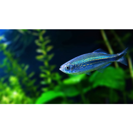 Danio malabarskie